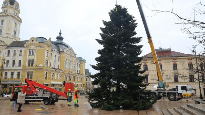 BAMA - A család első fájából született meg a pécsi közösség karácsonyfája (GALÉRIA+VIDEÓ)