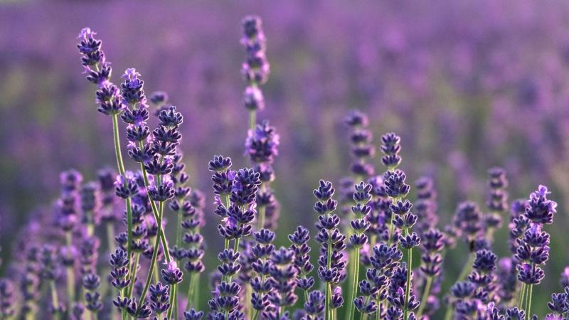 Már nem kell sokáig várni, és indul a Levendula Szedd Magad esemény! 🌿🌸
