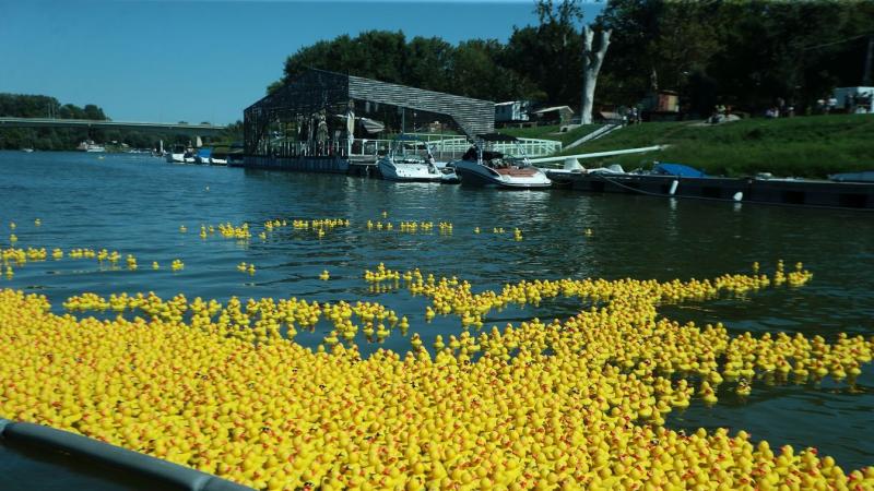 Ötezer gumikacsa fog kalandozni a Tisza habjai között, mindezt a jótékonyság szellemében!