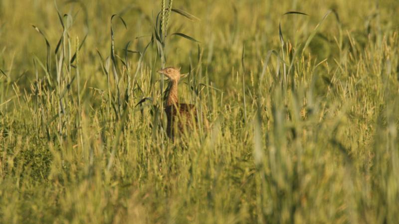 Fantasztikus felfedezés: Nem is gondolnád, milyen különleges élőlényt buktattak le Magyarország területén! - Agro Napló