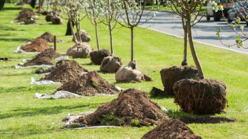 Több ezer új fa gyökeret vert ezen a magyar településen, de vajon mi zajlik valójában a háttérben? - Agro Napló