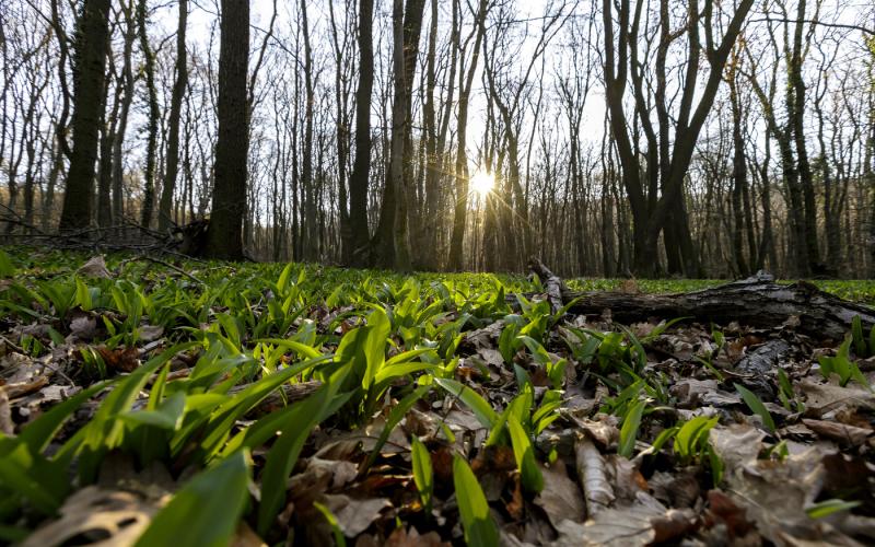 Furcsaságok az időjárás világában: hamarosan megérkezik a januári tavasz, egy különleges időszak, amikor a tél és a tavasz határvonalán táncolunk.