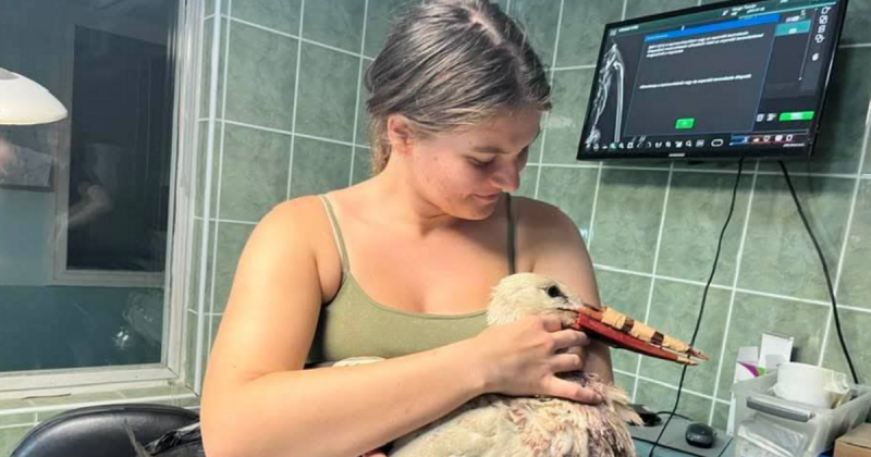 Világszenzáció a Hortobágyon: új csőrrel bővült a gólyák repertoárja!