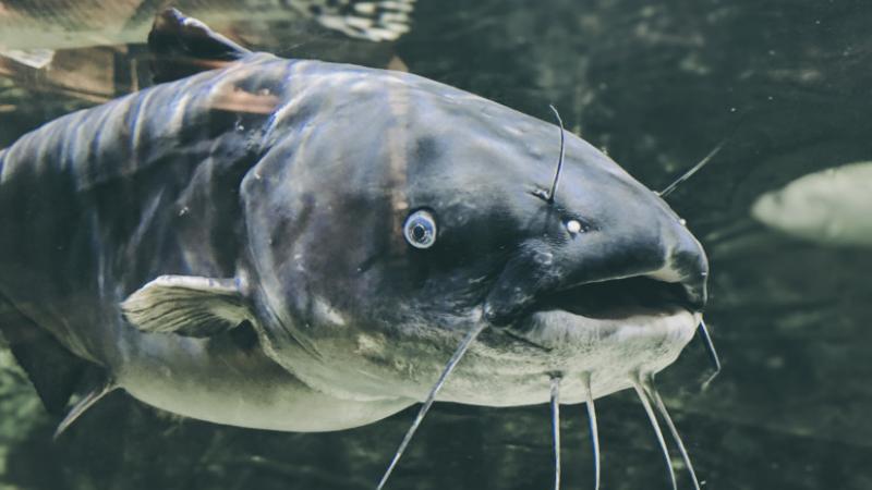 Fantasztikus, hogy milyen hatalmas halat sikerült kifogni Magyarország vizeitől! Elképzelted már, hogy egy ilyen óriás úszik alattunk? - Agrárszektor